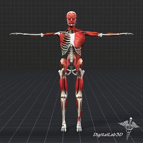 Human Muscles And Bones Muscles Tendons And Ligaments Attach To Bones
