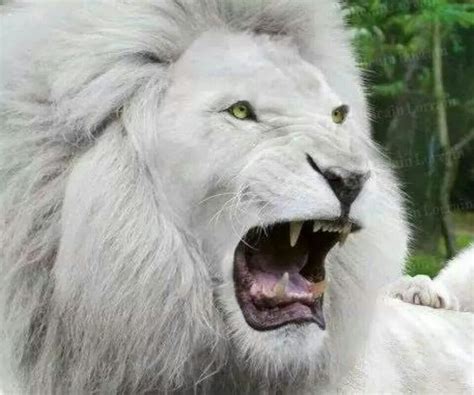 Lion And White Lions On Pinterest