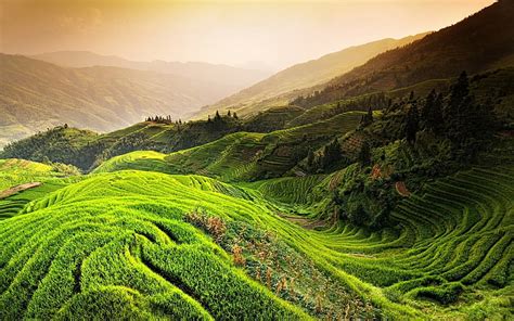 Hd Wallpaper Rice Terraces Field Nature Landscape Rice Paddy China
