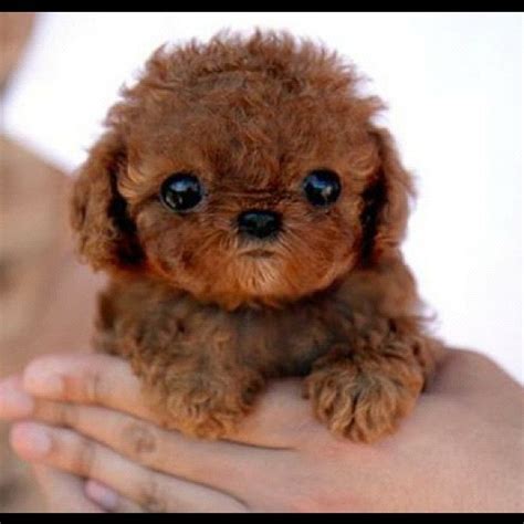 110 Best Super Cute Puppies Images On Pinterest Cutest