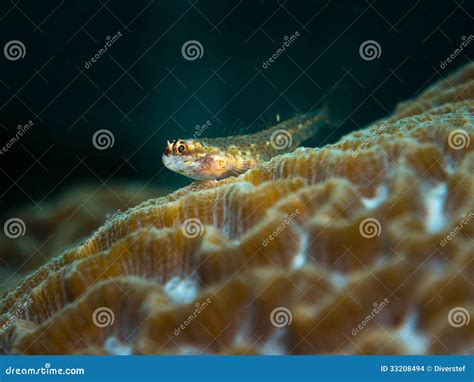 Pygmy Goby Eviota Sp Stock Foto Image Of Schip Overzees 33208494
