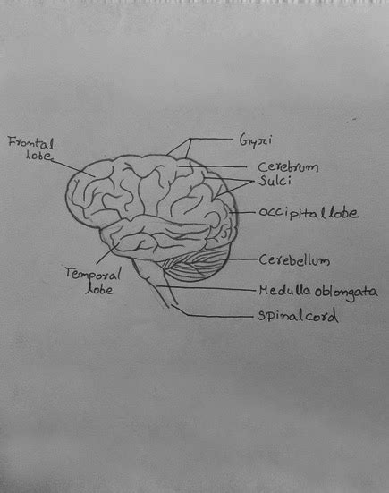 Draw It Neat How To Draw Human Brain
