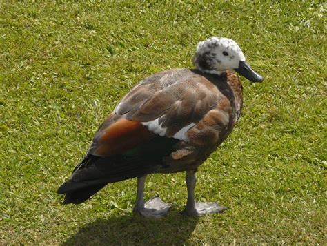 Paradise Shelduck New Zealand Birds Online