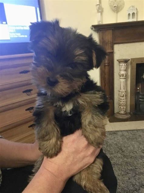 Miniature Yorkshire Terrier Puppy For Sale Male In Enniskillen