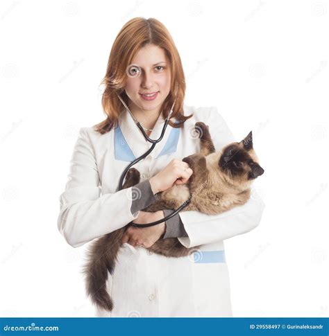Female Veterinary Surgeon Examining Cat In Surgery Royalty Free Stock