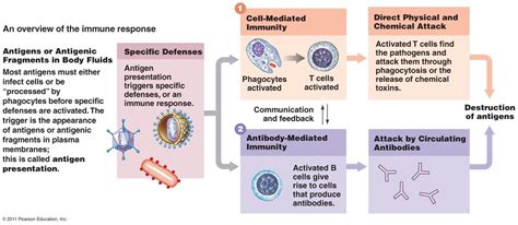 Overview Of The Immune Response Cell Mediated And Antibody Mediated