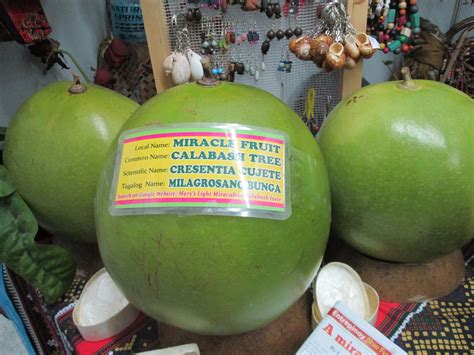 Miracle berry tablets are a 100% natural pill made from the natural miracle berry fruit which has been freeze dried. Miracle Fruit from Calabash Tree « My Journey To Life ...