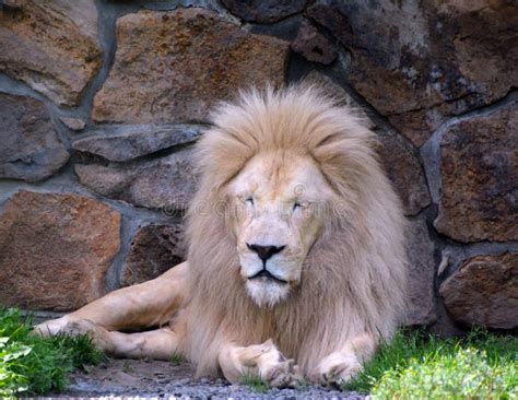 The Timbavati White Lion Stock Photo Image Of Feline 123548932