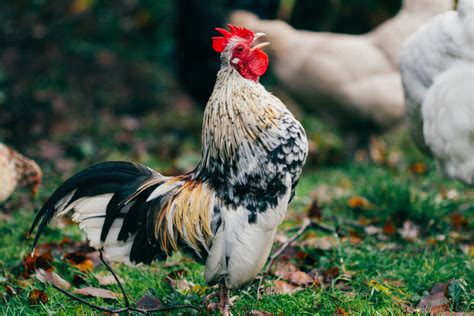 Why Do Roosters Crow in the Morning? - Rooster's Crow