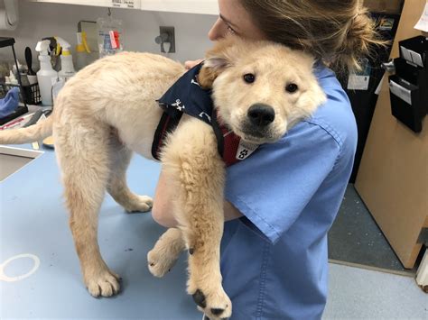 Our clients demand proactive approaches to supplying their beloved pets with the care they deserve, even during difficult situations. All Creatures Animal Hospital - Pet Care Resources