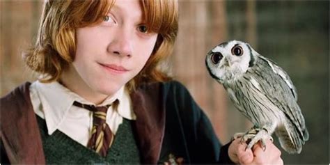 Harry Potter 10 Times Crookshanks Was The Best Pet Related 5 Reasons
