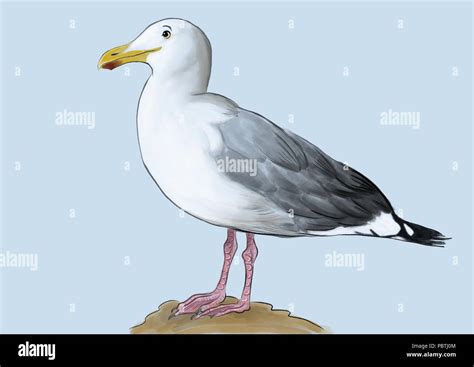 A Seagull Illustration Stock Photo Alamy