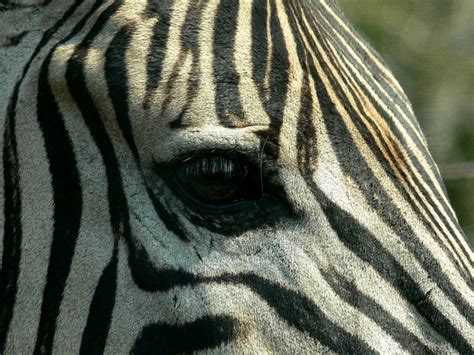 Free Zebras Photos And Pictures Freeimages