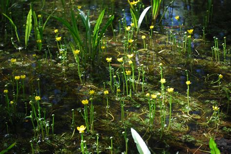 Yellow Water Buttercup Ranunculus Flabellaris Richwood B Flickr