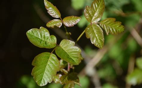Hiking Or Camping Heres How To Spot Poison Ivy And Poison Oak