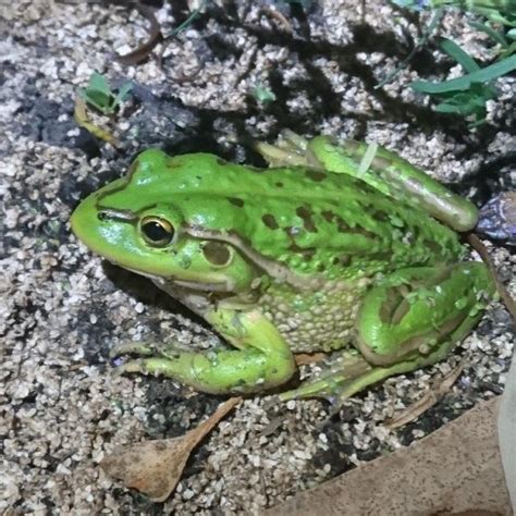 Growling Grass Frog Report And Radio Interview Now Available To