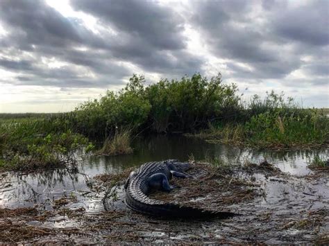 Everglades River Of Grass Adventures Tours Miami10best