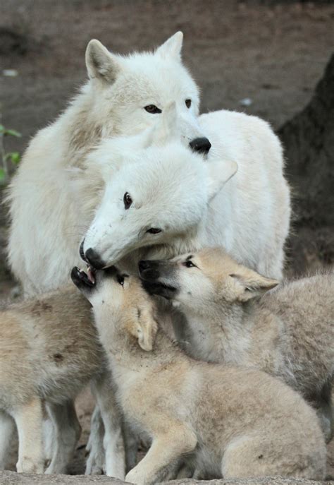 Canadese Wolf Berlijn Zoo Img0929 Animals Animals Beautiful Arctic