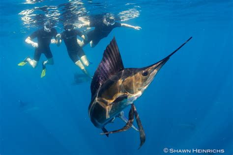 Isla Mujeres Sailfish 2012 Blue Sphere Media