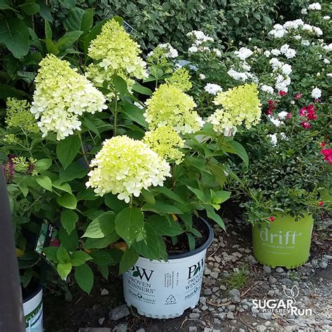 Its bright bloom coloration makes it an excellent choice for cut flower gardens and can be. Little Lime® Hydrangea - Sugar Run Nursery