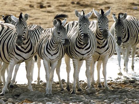 Zebra