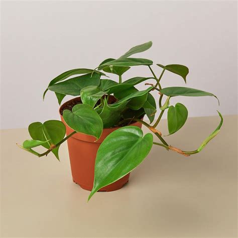 Philodendron Cordatum Heartleaf Philodendron Etsy Canada In 2022