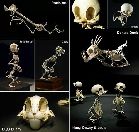 Anatomically Correct Cartoon Animal Skeletons Pop Culture Art Famous