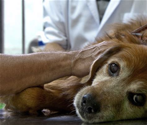 We want you to feel at home, informed, and as ease that you have found the right vet clinic for your feline. Senior Pets: Deconstructing Old Dog Denial in Veterinary ...