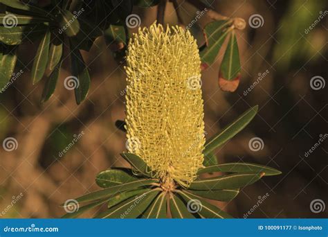 Coastal Banksia Banksia Integrifolia Australian Native Flower Royalty