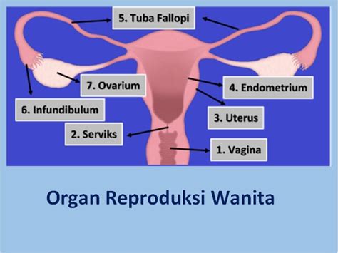 Sistem Reproduksi Wanita Bagian Dalam Homecare