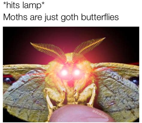 Please Enjoy These 32 Moth Memes That Made Me Cry From Laughing Goth