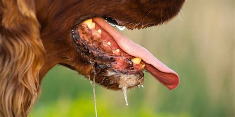 Rabies is a preventable viral disease of mammals usually transmitted through the bite of an infected animal. Pet News & Articles | Urban Pet Hospital Blog | How the ...