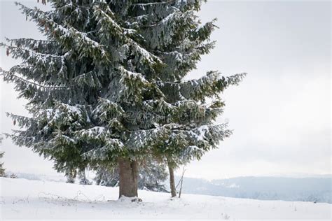 Winter Wonderland Landscape Snowy Fir Tree Background Stock Photo