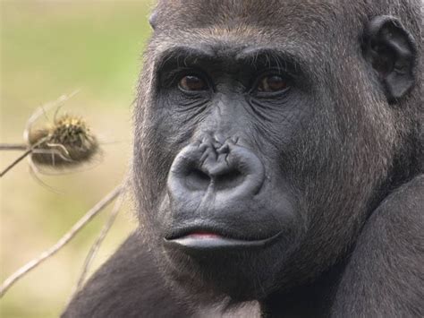 Los Gorilas Y Los Humanos Más Parecidos Genéticamente Rtvees
