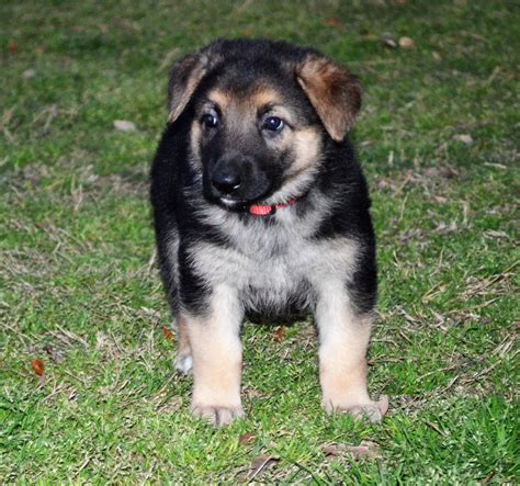 German Shepherd Puppies For Sale Fredericksburg Tx 182600