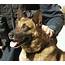 The Roundup Program Supports K9 Police Dog  Olsens
