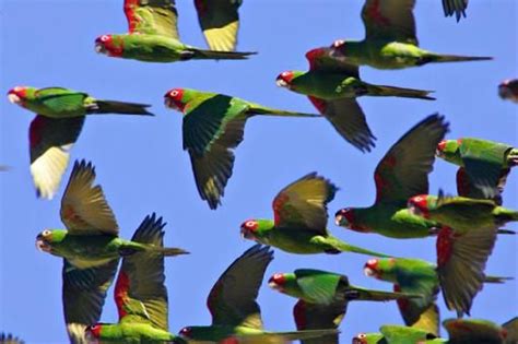 Flock Of Parrots Parrot And Bird Pics Pinterest Bird Birds Pics