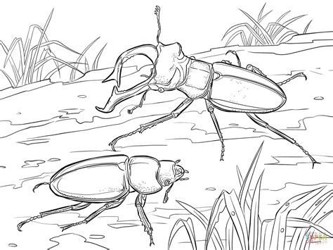 stag beetles coloring page free printable coloring pages