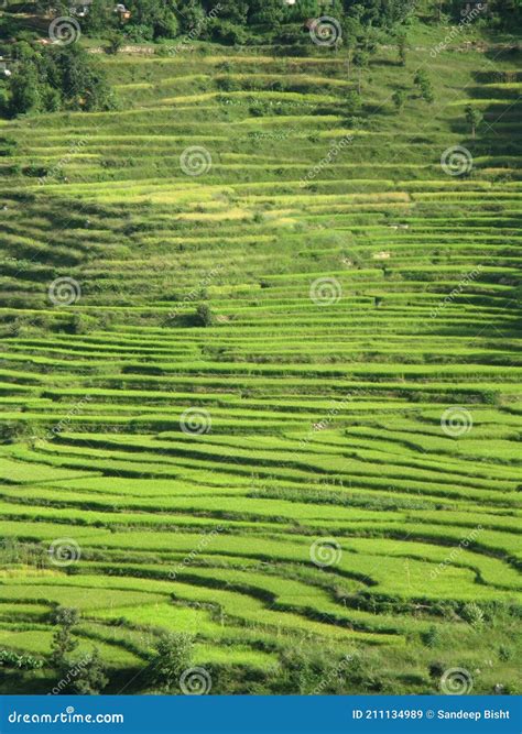 Landscape Image Of Lush Green Fields Of Terrace Farming Stock Image