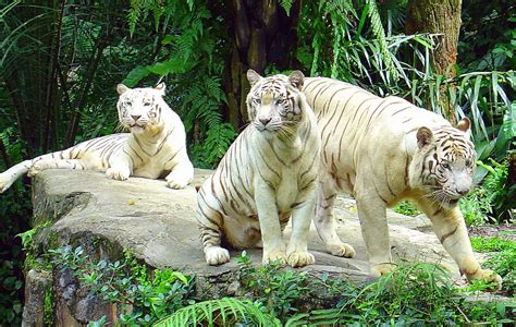 White Tiger The Biggest Animals Kingdom