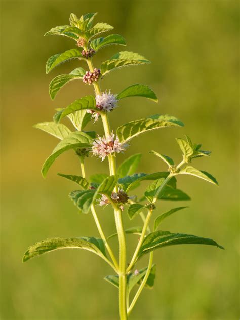 Mentha Arvensis Wild Mint World Of Flowering Plants