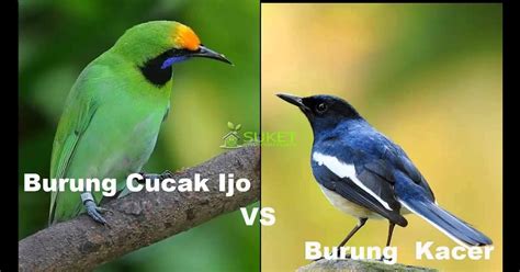 We did not find results for: Foto Kartun Burung Cucak Ijo - Gambar Kartun
