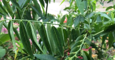 Mengobati penyakit busuk buah dan busuk daun pada tanaman pertanian/hotikultura sayur mayur dan buah; Sayur Pucuk Manis | Blog Sihatimerahjambu