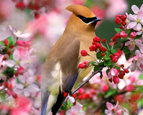 Lovable Images Birds Wallpapers Free Download Wonderful Birds Hd