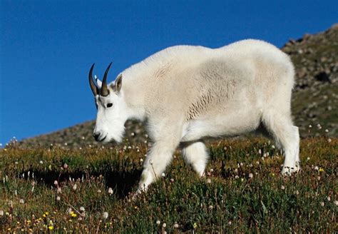 Male Mountain Goat On Mt Evans Scenic Byway Colorado