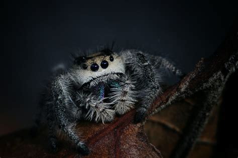 6 Facts About Jumping Spiders That Will Amaze You Brightly