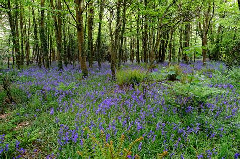 Stunning Photos Show Bluebells In Bloom Across Cornwall Cornwall Live
