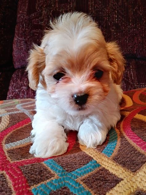 Shihpoo puppies for sale in north carolina. Shih-Poo Puppies For Sale | Chuckey, TN #278243 | Petzlover