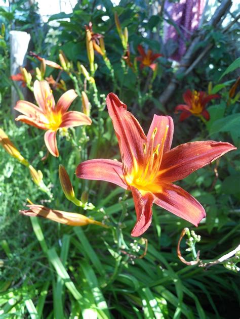 Whats Growing In My Garden 2013 Facebook Day Lilies Edible