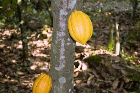 Organic Cocoa Production Farming Cultivation Plantation Agri Farming